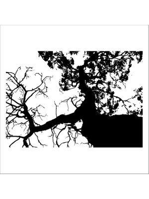 Technopa AĞAÇ VE GÜL RESİMLERİ FOLYO STİCKER DERSTV239 - 80cm Uzunluk