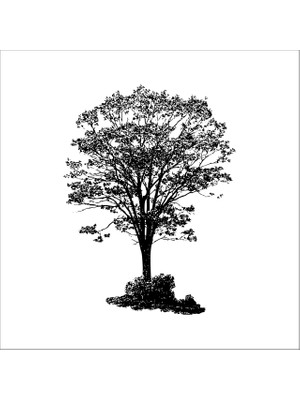 Technopa AĞAÇ VE GÜL RESİMLERİ FOLYO STİCKER - 200cm Uzunluk