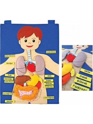 Datatek AND-5120 Vücudumuz Cırtlı Pano