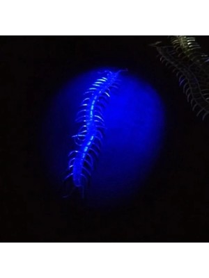 Renklime Karanlıkta Parlayan Fosforlu Kırkayak