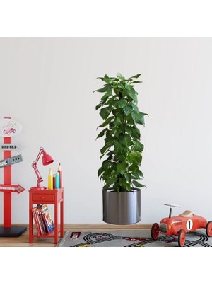 Renklime Saksılı Bitki Tasarımlı Yapışkanlı Sticker Resim 90*30 cm MC-665