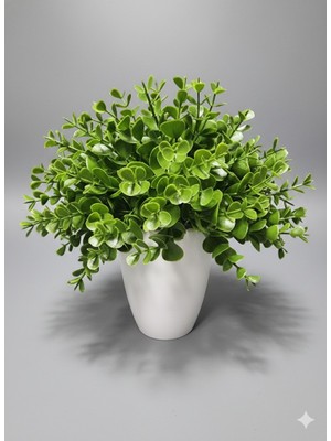 Çiçekmisin Beyaz Porselen Saksıda Yoğun Şimşir