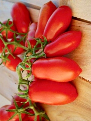 Yerli Sivri Domates 100 Adet Tohum