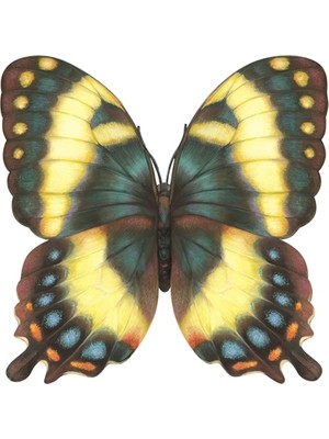 Hester & Cook Die-Cut Butterfly Placemat - 12 Sheets