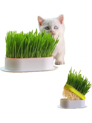 Hype Store Özel Plastik Kâseli 0 Doğal Fileli Kedi Çimi (Tüy Yumağı Önleyici)