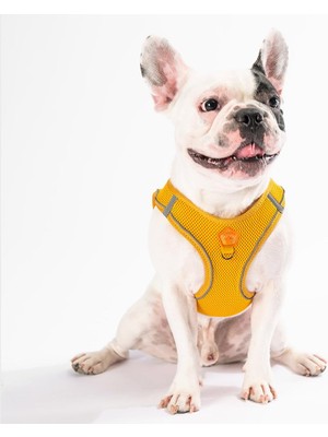 Hype Store Pawstar Gold Air-Mesh Göğüs Tasması Kedi Köpek Göğüs Tasması Gold 3xs