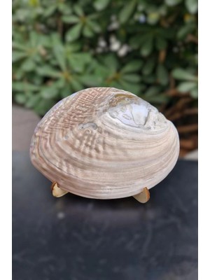 Pozitif Doğal Taş Sedefli Istiridye Kabuğu Standlı Büyük Boy 18-Sı