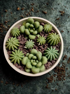 Dust Candle Studio Sukulent Bahçe Dekoratif Mum