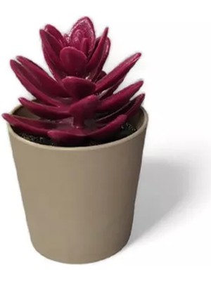 Royaleks Group Saksılı Yapa Çiçek Sükülen ROYALEKS-5675