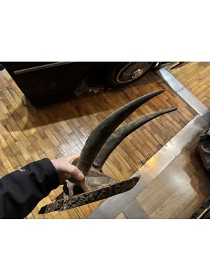 TT Dağ Keçisi Trofesi - Toplam 45 cm Boyunda.