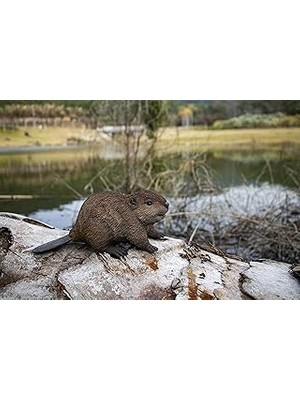 SHC4200 American Kunduz Yavru Heykeli