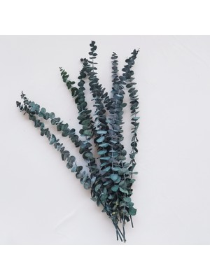 Hidden Botanics Şoklanmış Doğal Okaliptus Demeti 50 cm - Kalıcı Kokulu Gerçek Kuru Çiçek Dekoratif Bitki