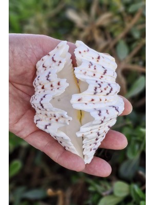 Pozitif Doğal Taş Iki Parçalı Deniz Kabuğu Tridacna Gigas 17-P2