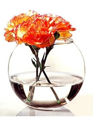 Özgürce Şeffaf Akvaryum Vazo ile Eşsiz Deniz Teması Dekoru