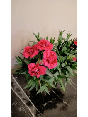 Avşar Çiçekçilik Kokulu Bol Tomurcuklu Karanfil