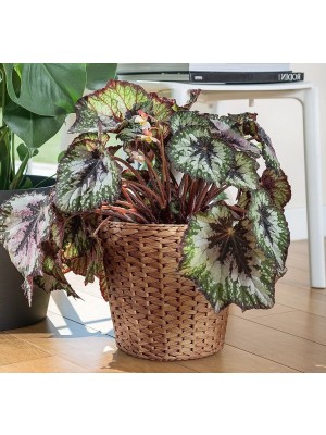 IKEA Quality Hasır Bitki Saksısı Yükseklik 25 cm Dekoratif Derin Saksı Su Sümbülü Saksı Dış Çap 28 cm