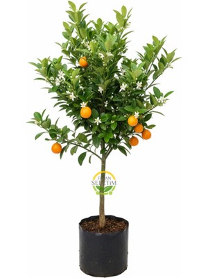 Fidan Sepetim 3 Yaş Aşılı Kumkuat(Kamkat) Fidanı