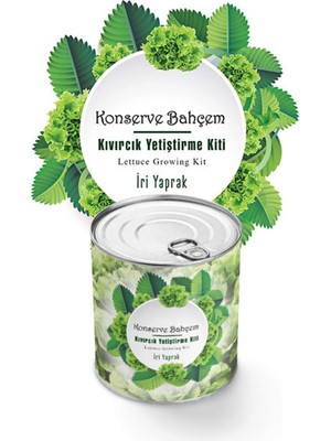 Epilons Z&k Market® Konserve Bahçem Evde Konservede Iri Yapraklı Kıvırcık Yetiştirme Kiti