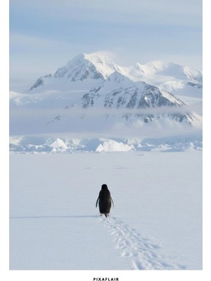 Pixaflair - Nihilist Penguen - Tablo - Çerçevesiz Dekor Poster