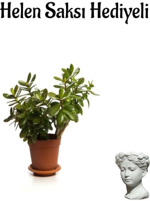 Öğretmenler Gününe Özel Parlak Yapraklı Para Çiçeği Helen Saksı