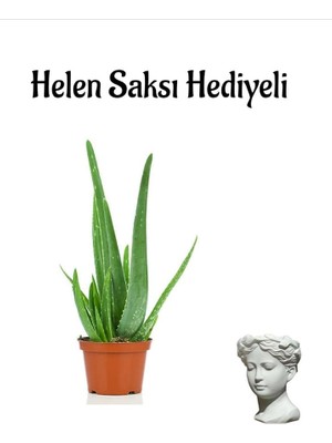 Formlu Aleo Vera Bitkisi Sevgililer Gününe Özel Helen Saksı Hediyeli, BTS001NA2052