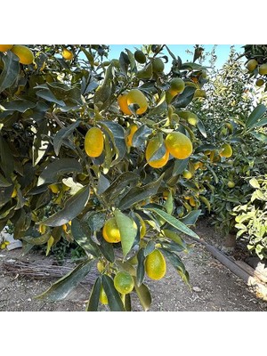 Boy Bol Meyveli Kamkat (Kumkuat) Fidanı (Aşılı 3-4 Yaşlarında Ağaç)