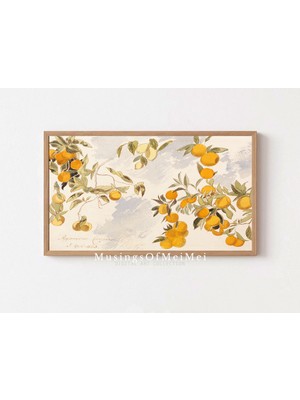 Ninastore Samsung Tv Çerçeve Sanatı / Vintage Portakal Ağacı Çizimi / Antika Botanik Çizimi / Dijital Sanat /