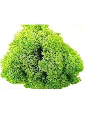 Trend Reindeer Moss Spring Şoklanmış Norveç Yosunu (30GR)