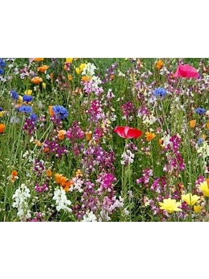 Skygo Tohhum Karışık Kır Çiçekleri 1000+
