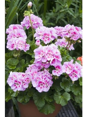 Look 10 Adet Soft Pembe Sardunya Çiçek Tohumu TH-THMCMTHM283