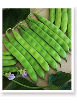 Tarım Ata Tohumu Yerli 40 Günlük Fasulye Sarıkız 50 Adet Tohum