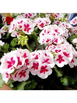 Look 10 Adet Pembe Renk Sakız Sardunya Tohumu TH-THMCMTHM312