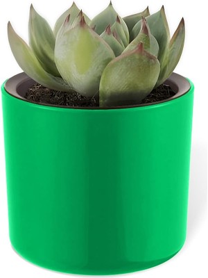 Mimoza Saksı Küçük Boy Plastik Kaktüs Sukulent Saksısı (Yeşil, 0.2 Litre)