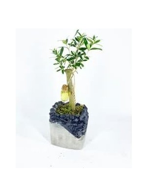 Ağacı Bonsai & Gri Siyah Lena Beton Saksıda Hediyelik Canlı Çiçek BALFLOWERDESİGN-2604