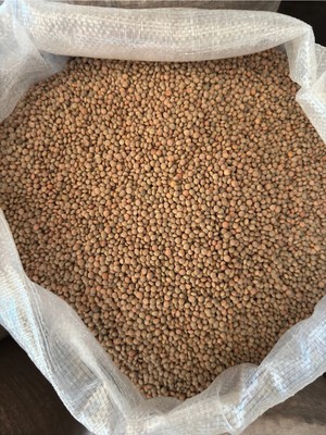 Bernami Kdekoratif Pinterest Yeşil Köy Mercimeği 1 kg