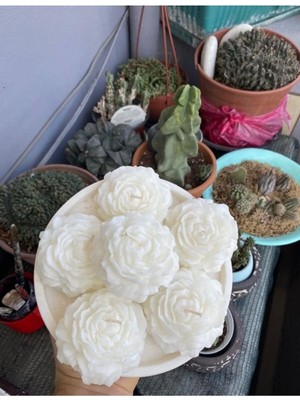 Bernami Nikah Pinterest Şakayik Kokulu Mum Beyaz Renk - 2 Adet