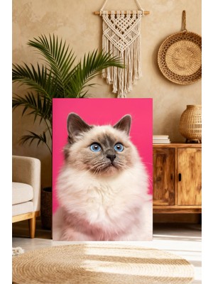 Mushen Studio Pembe Fonlu Ragdoll Kedi Portresi Tablo - Mavi Gözlü Sevimli Ragdoll Kedi Duvar Sanatı