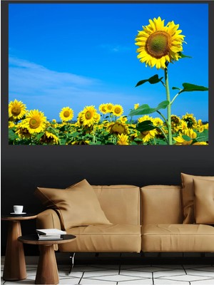 Mushen Studio Ayçiçeği Tarlası Günebakan Mavi Gökyüzü Doğa Kanvas Tablo