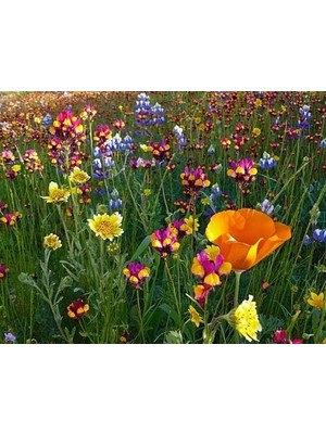 Nacario Tohhum Karışık Kır Çiçekleri 1000+