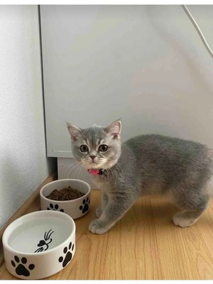 Tarçın Tasarım By Gizem Bağcı 2li Seramik Kedi Köpek Mama Kabı 12CM (300ML)