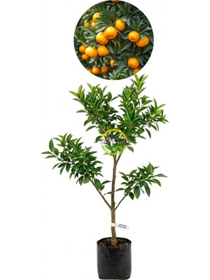 3 Yaş Aşılı Satsuma Mandalina Fidanı