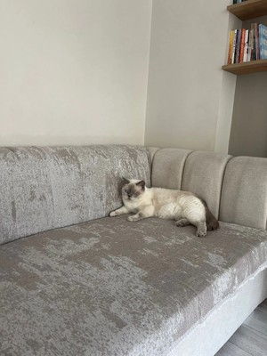 Koltuk Örtüsü Pamuk