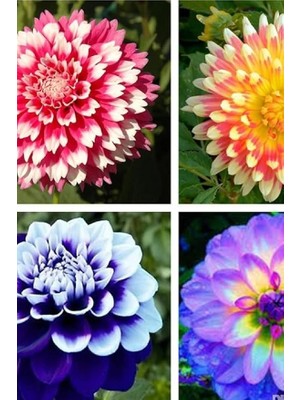 Leaf Shop Look Dahlia Dalya Çiçeği Tohumu Özel Renk 10 Adet TH-2022DSHNGLKTHM212