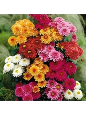 Leaf Shop Look 20 Adet Kasımpatı Çiçeği Tohumu (Bodur) TH-THMCMTHM271