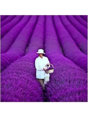 Leaf Shop Look 20 Adet Yediveren Mor Lavanta Tohumu TH-LAVANTA12