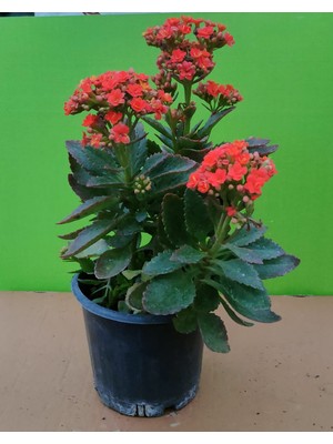 Kalanchoe Çiçeği Büyük Boy CanlıSalon bitkisi olarak kullanılabilir ya da bahçenizin yarı gölge olan köşesine dikim yapabilirsiniz Don a karşı dayanıklı değildir dikkat edilmeli Uzun süre çiçekli