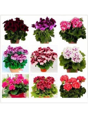 Misda Store Look Sarmaşık Sardunya Tohumu 8 Adet 8 Renk TH-THMDNYM09