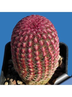 Misda Store Look Rainbow Hedgehog Cactus Kaktüs Tohumu TH-9154684654701