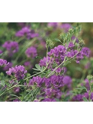 Leaf Shop Üç Yapraklı Yonca Çiçeği 200 Adet Tohum