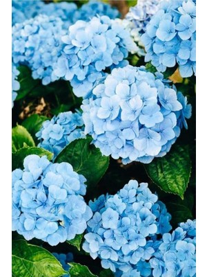 Leaf Shop Look 15 Adet Soft Mavi Renkli Ortanca Çiçeği Tohumu TH-2022DSHNGLKTHM176